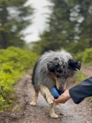 🎯 Interaktivní hračka LUSK – motivace, zábava a trénink v jednom! 🐾 Hledáš způsob, jak svého psa zabavit a zároveň...