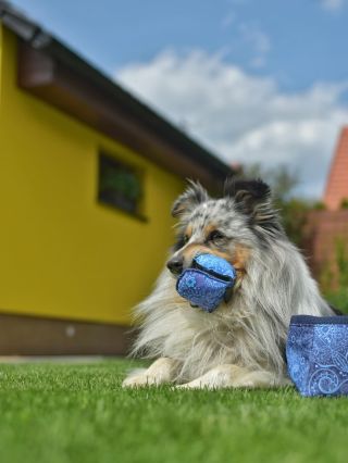 🐾 Praktická výbava, která pejska nikdy neomrzí! ✅ Plnící míček na pamlsky – udrží čumák v akci a packy zaměstnané. ✅...